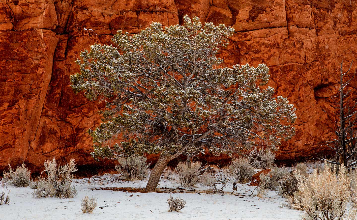 juniper tree with snow