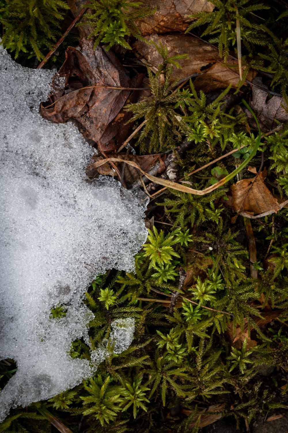 moss and snow texture