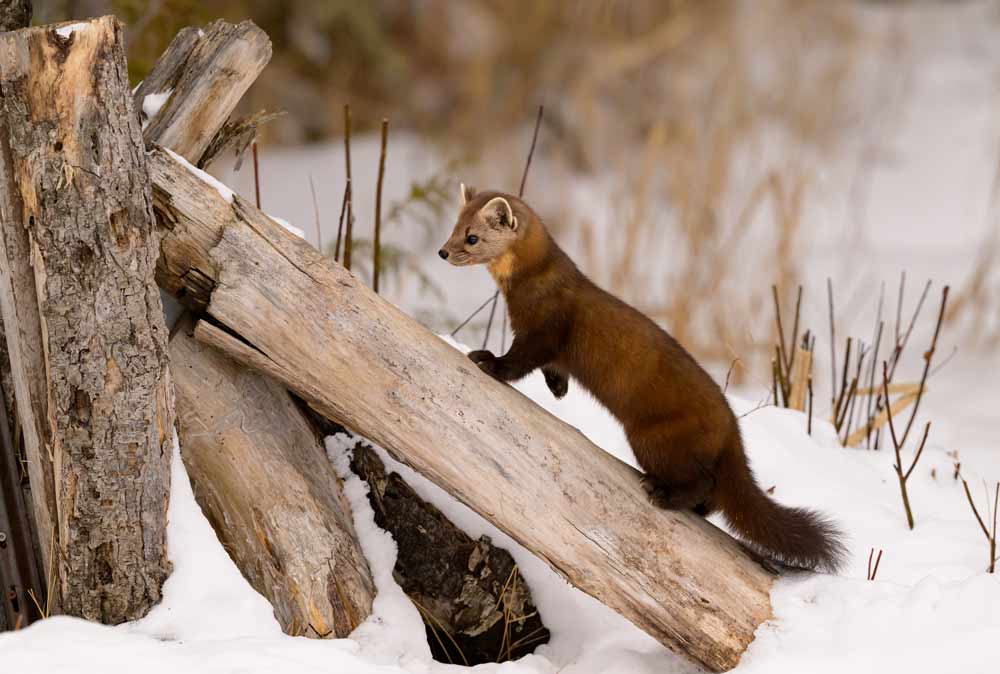 Pine marten climbing a log in winter