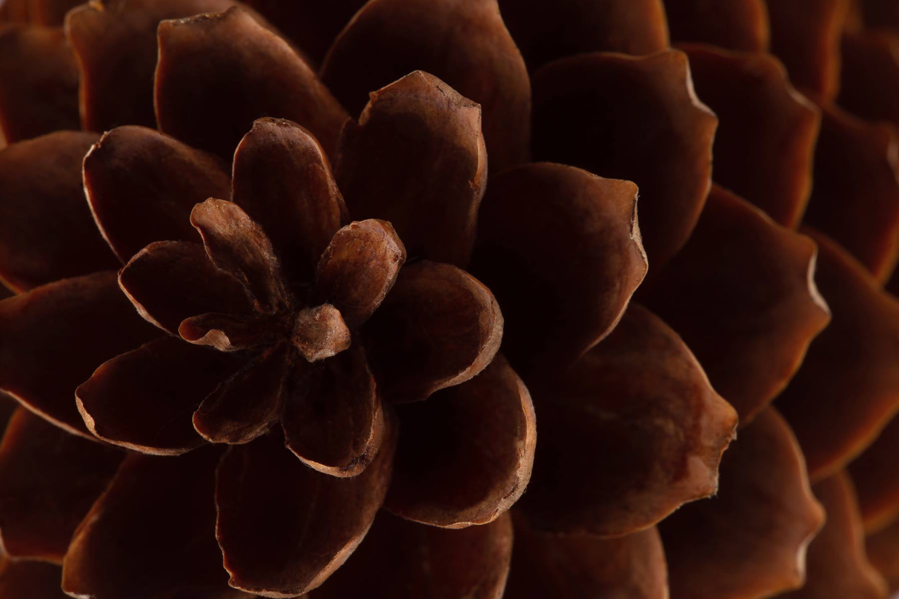 close-up photo of pinecone