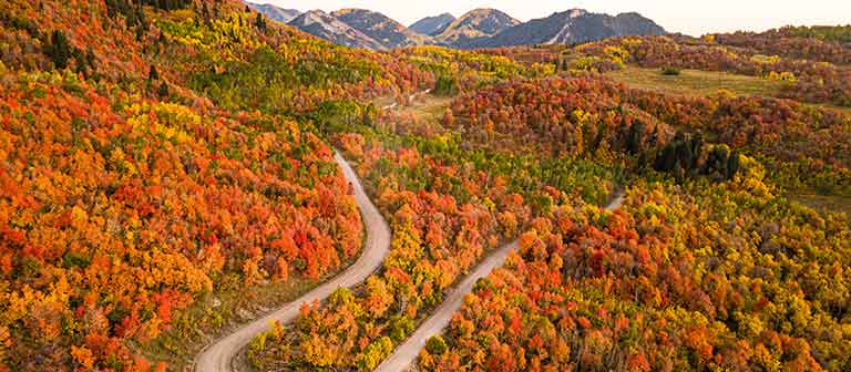 Trees turning orange in fall