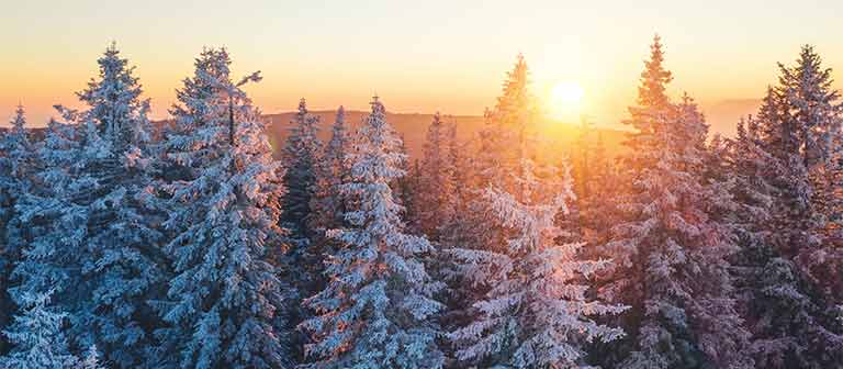 Snow capped pine trees