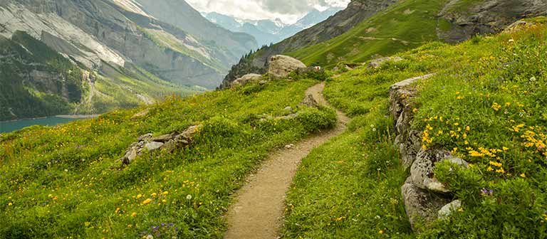 pathway in meadow