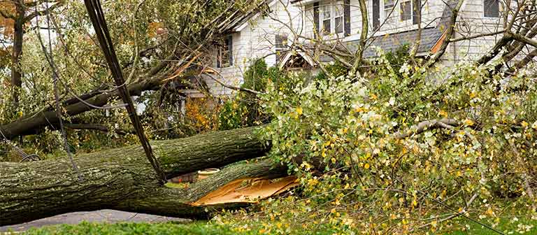 House being crushed by fallen tree