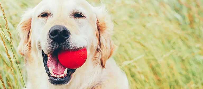 dog with ball in its mouth