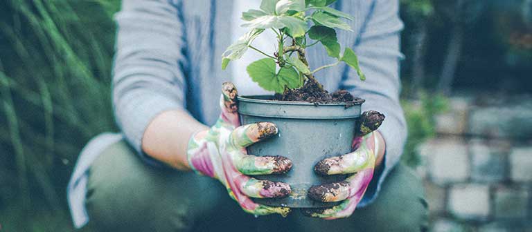 Gardener holding a plant pot